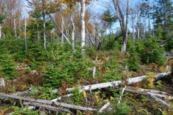 Balsam fir saplings in a glade.