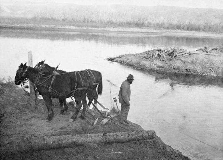 Man holding draft horses