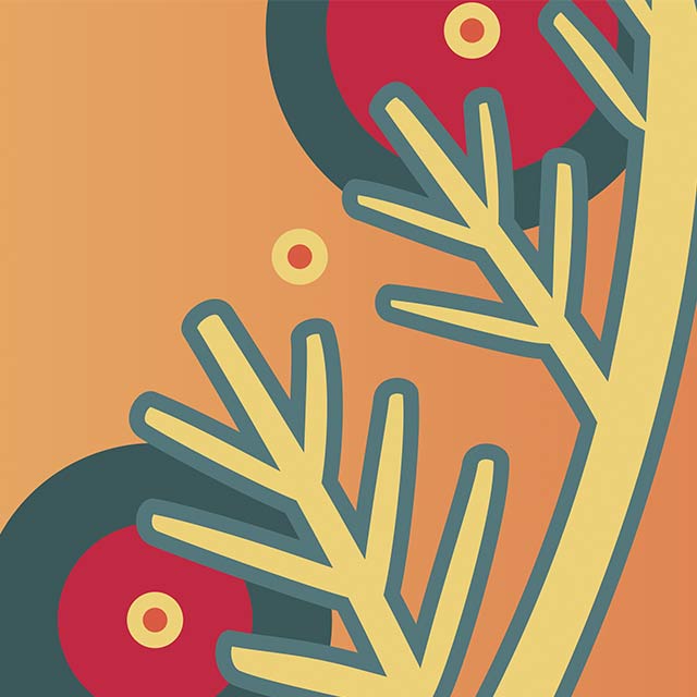 A stylized illustration of a cedar tree branch and seeds.