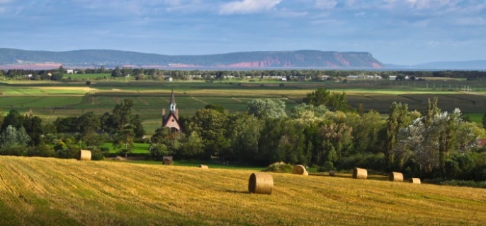 Hay bales in a field