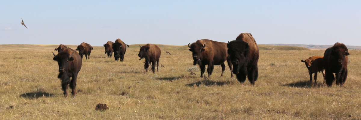 A group of bison stand in a brown grassy plain surrounded by a flock of birds.