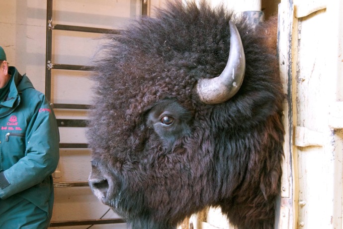 The size of the Parks Canada employee seems very small compared to the large face of a bison.