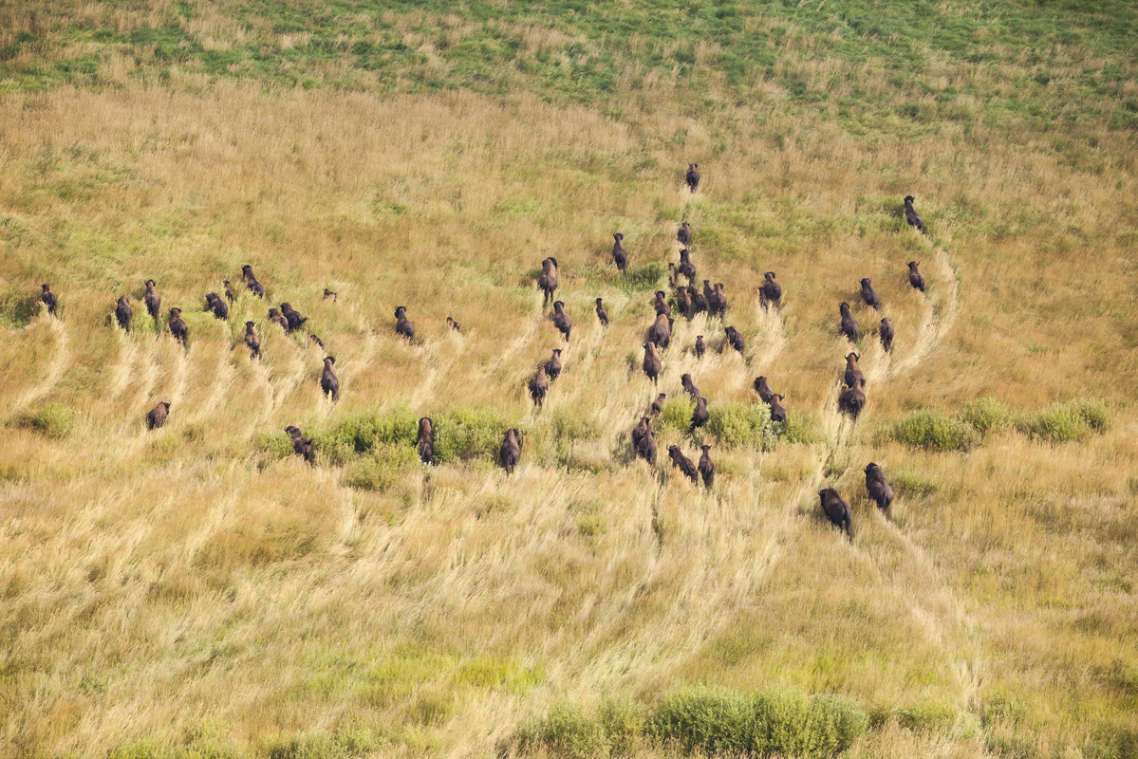 An aerial view of many bison trampling through golden grass, creating a network of paths.