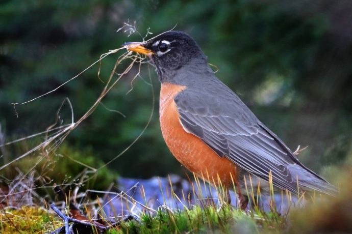 A red bird stands on the ground among branches with twigs in its mouth.