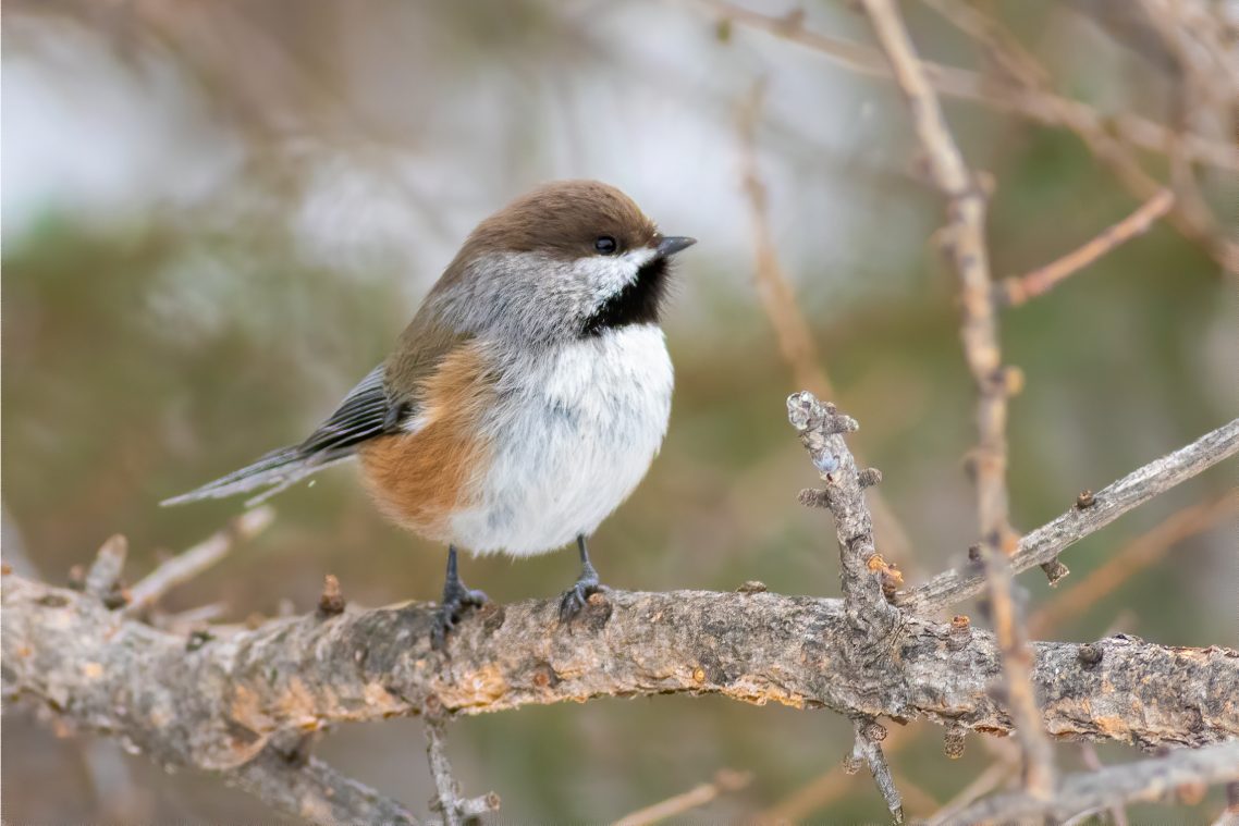 A small bird with grey and copper coloured plumage is perched on a tree.