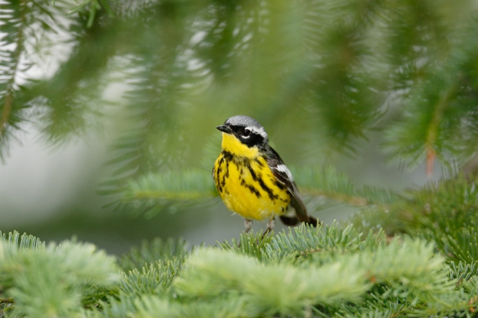 A small bird with a yellow spotted belly and grey head is perched on a branch with an insect in its mouth.