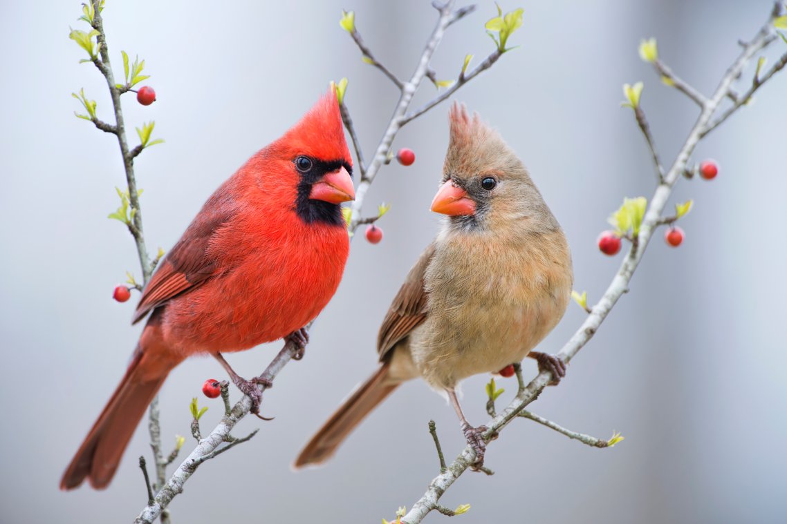 A red bird with pointed head feathers is perched on a branch. A light brown bird with pointed head feathers is perched on another.