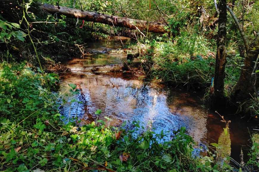 A small pond surrounded by woods.