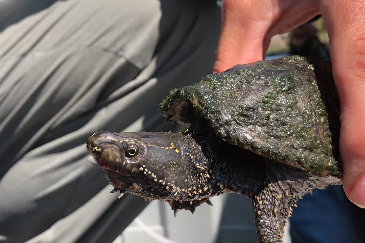 A close up of someone's hand holding a small turtle.