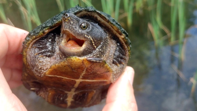 A close up of someone's hand holding a small turtle.