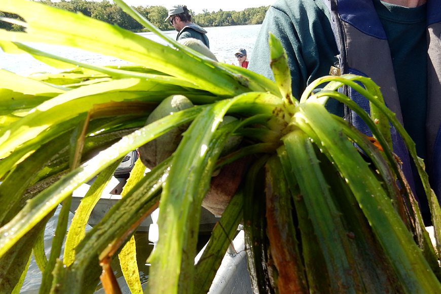 A close up of a person uses gloved hands to hold a green leafy aquatic plant with serrated edges.