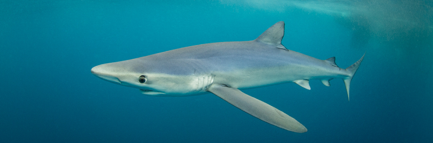 A blue shark swims in the blue ocean