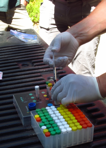 A close up of a person with gloves hands carefully using a syringe to empty a sample into a colour-coded vial. Beside them is a tray with many rows of red, yellow, white and green vials.