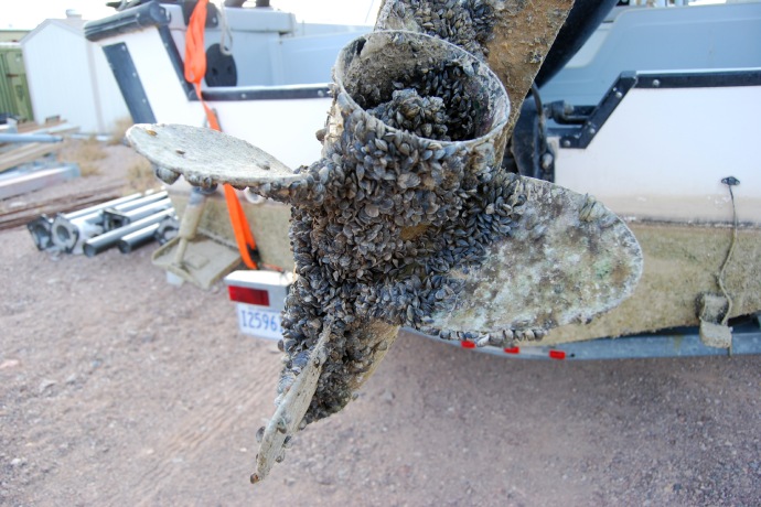 Dense clusters of small shellfish cover most of a large boat propeller.