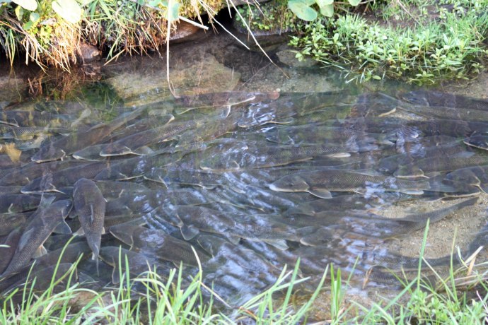 Large fish swimming along the sandy lakebed beneath crystal clear waters.