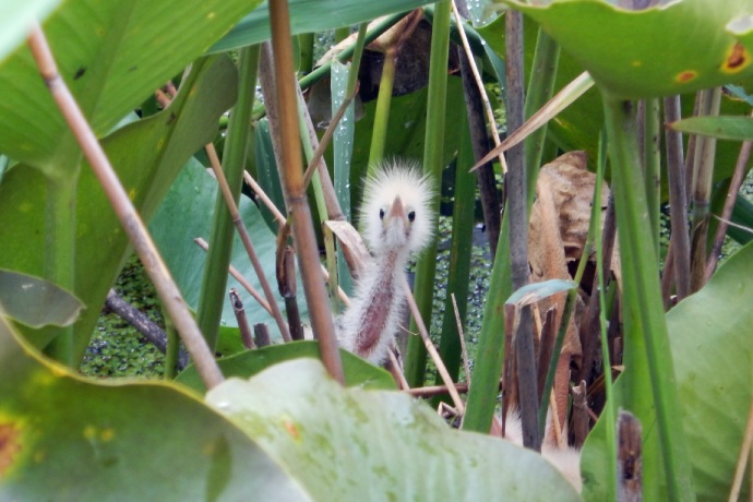 A close up of a fuzzy chick sticking its head out from above the marsh vegetation.