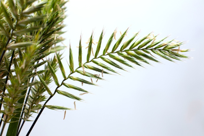 A close up of a species of wheat grass.