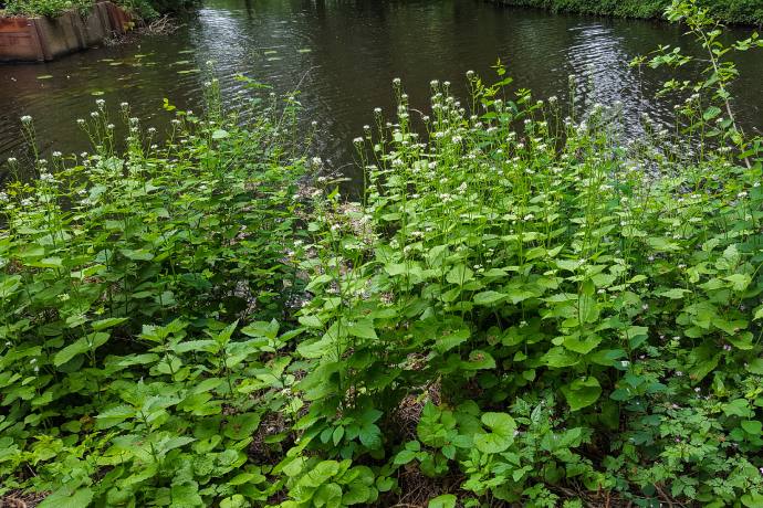 A dense patch of greenery crowds the water’s edge.