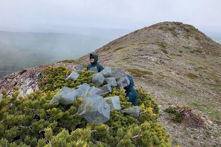  Two Parks Canada staff at the top of a mountain kneel near an evergreen tree that has mesh cages covering some branches