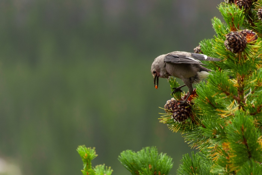 A bird rests at the top of an evergreen tree with a round seed held in its beak