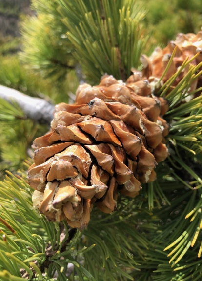 A close up of a pine cone