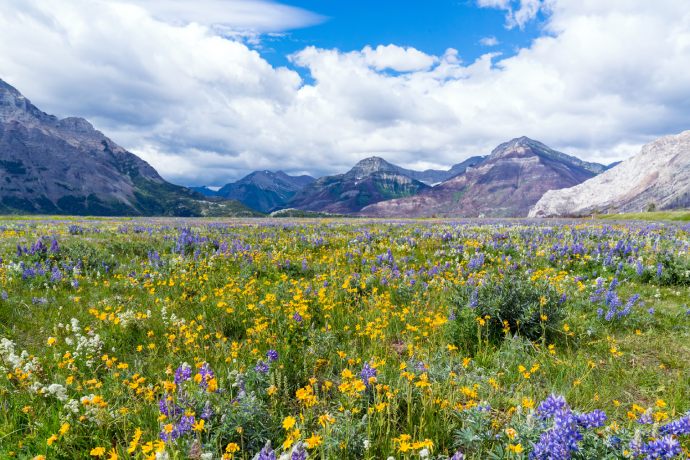 A field of purple, white, and yellow wildflowers surrounded by mountains.