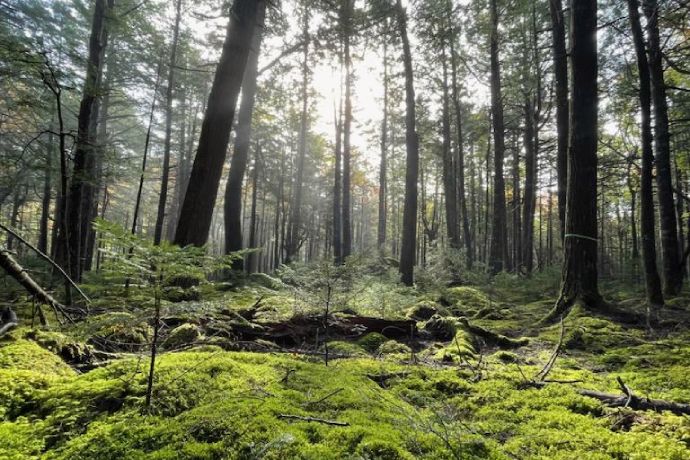 A dense layer of moss covers the forest floor.