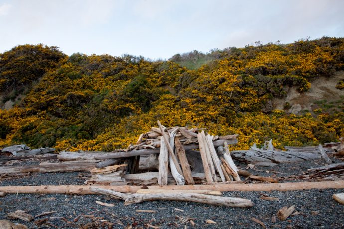 The bank of a pebbly shore is almost fully covered in dense green shrubs with yellow flowers.