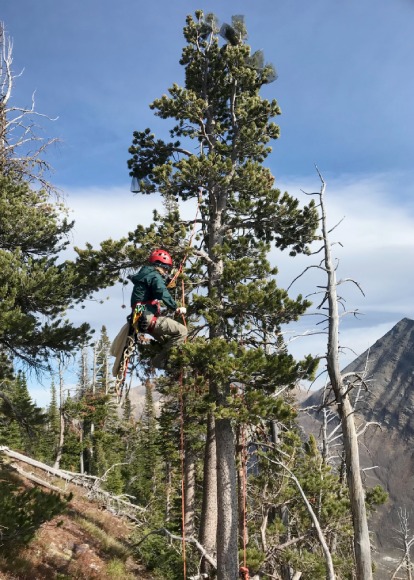 A Parks Canada staff person is harnessed mid way up a tall evergreen tree