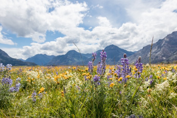 A field of purple, white, and yellow wildflowers surrounded by mountains