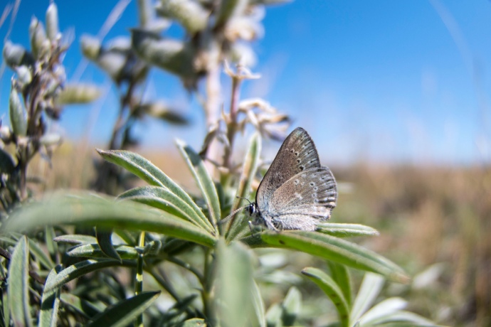 A closeup of a brown butterfly resting on the leaf of a plant