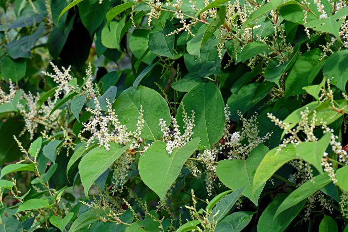 A dense cluster of broad leafy foliage with small white flowers.