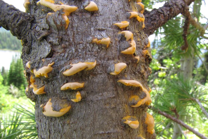 Orange coloured sores ooze out of the trunk of a tree, breaking off the bark.