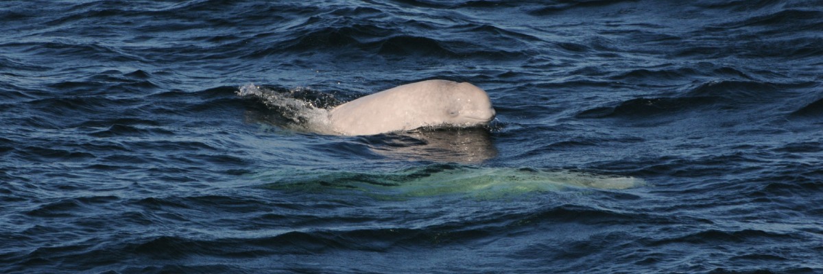 Baby beluga