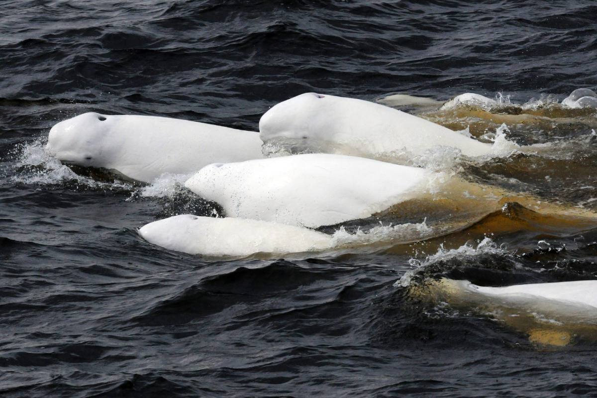 A back and tail of two white beluga whales at the surface of the water.