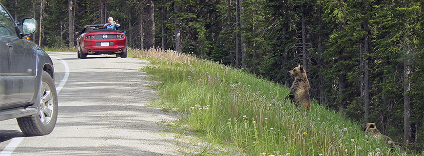 Two cars are stopped on the side of the road to observe grizzly bears.