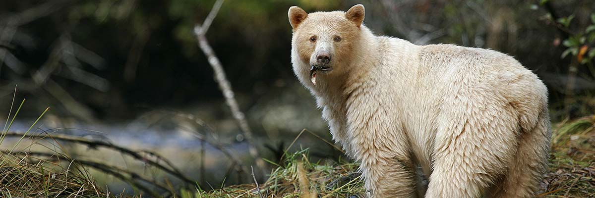 A white Kermode Bear (also known as the Spirit Bear) standing by the side of a river, with a fish in its mouth.