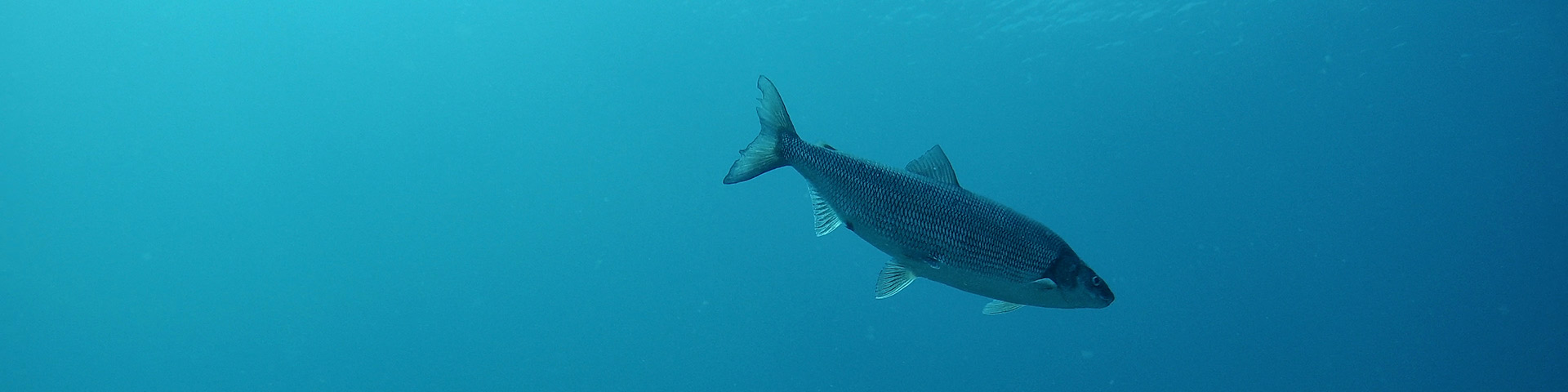 Poisson dans l'eau