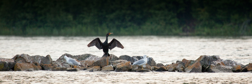 Three colonial waterbirds on a rock.