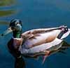 Ducks Unlimited