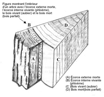 Diagramme d’un coin de bois montrant l’écorce externe morte, l’écorce interne vivante (ou phloème), la portion vivante du bois (ou aubier) et la portion morte du bois (ou bois de cœur ou bois parfait)