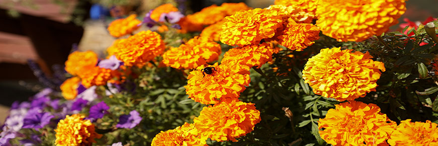 A single bee rests on colourful flowers 