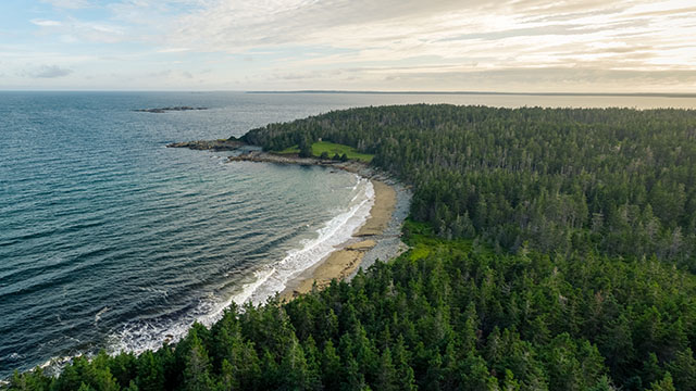 An aerial view of a sandy beach surrounded by forest