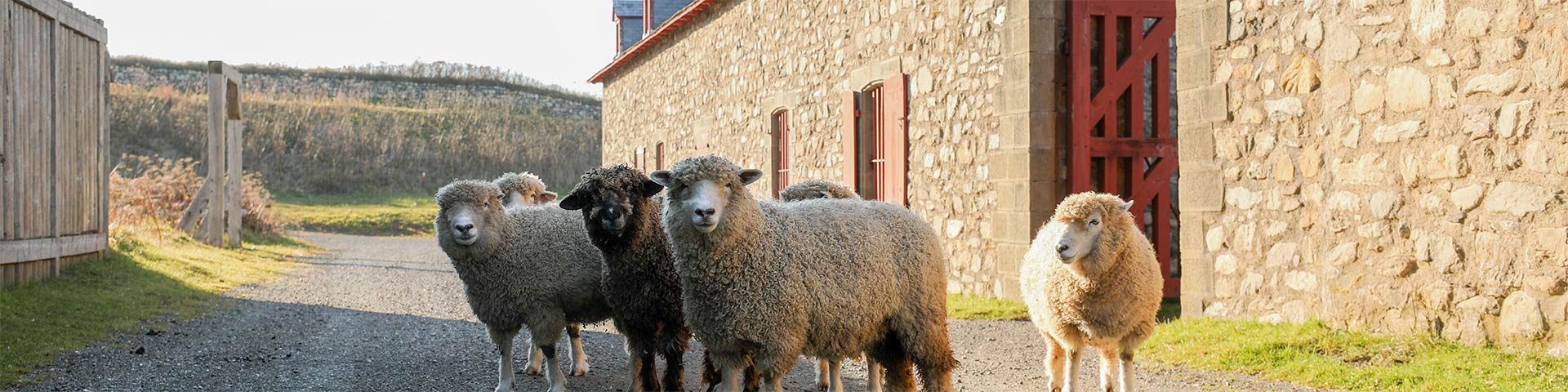 A group of sheep stand on a gravel road surrounded by historical buildings