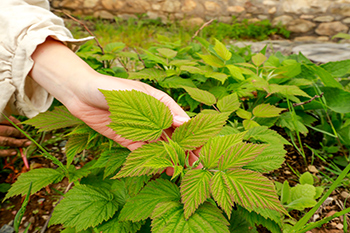 A close-up image of a medicinal plant in one of the gardens.