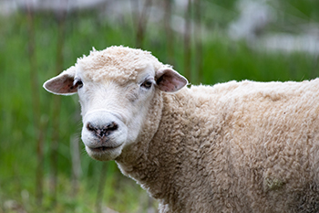 A sheep standing in a garden