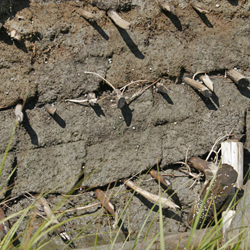 Remnants of sod layers and with branch webbing from early dyking construction have survived through time 