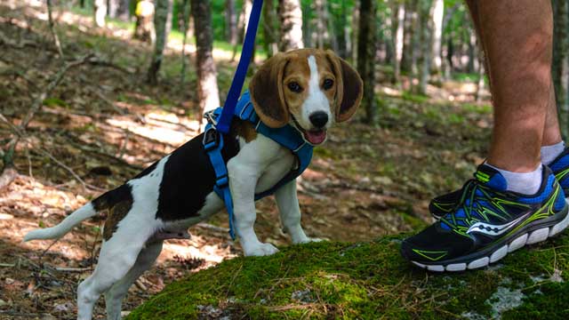 Person walking a dog on-leash.