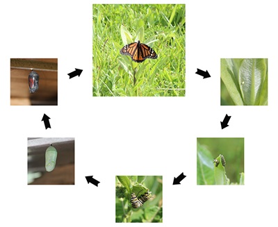 monarch life cycle