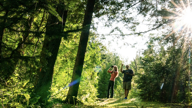 A couple bird watching in the forest.